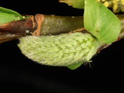 Salix reinii. Male catkin before flower emergence.
 Image: D. Glenny © Landcare Research 2020 CC BY 4.0